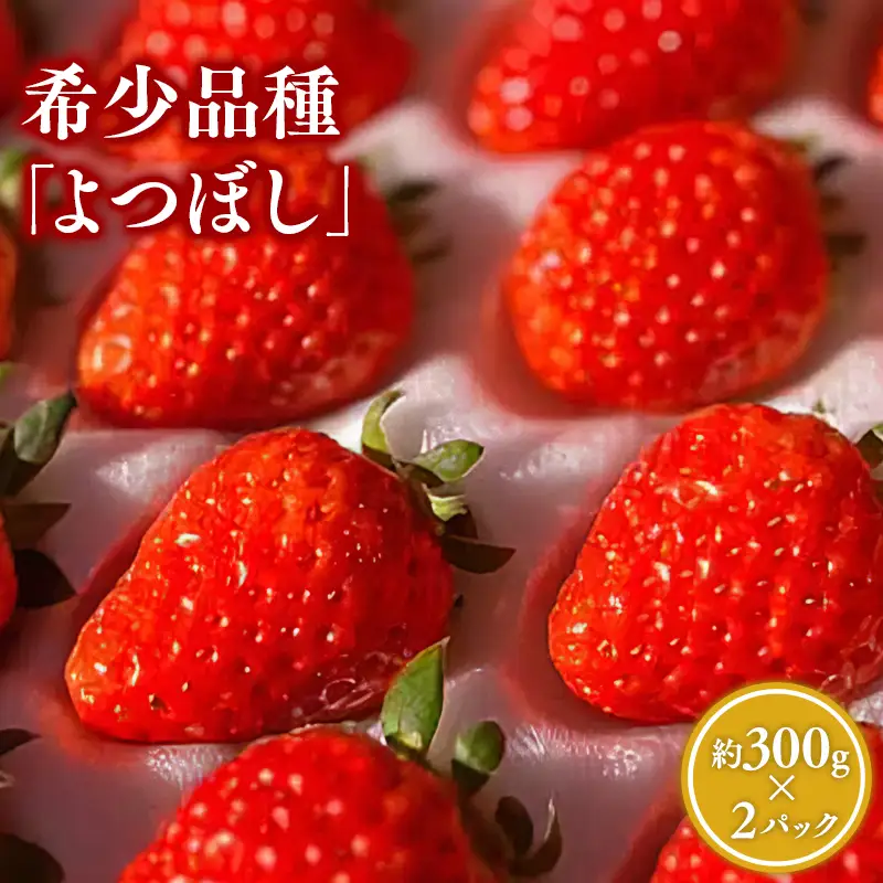 いちご よつぼし 約300g×2パック 1～4月発送　[hi-0028-005]