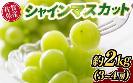 【2026年8月以降発送】佐賀県産シャインマスカット 約2kg / 佐賀県 / ふるさとの恵み [41AQAA038]