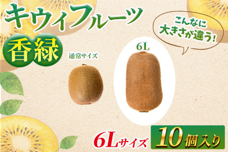 希少キウイフルーツ 「香緑」。6Lサイズ10個入り 糖度16度。甘くておいしい〈出荷時期：2026年12月15日出荷開始～2027年1月末頃〉｜キウイ フルーツ 果物 くだもの  神奈川県 南足柄市