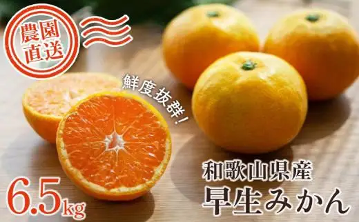 訳あり 早生みかん 大小混合 6.5kg 和歌山みかん
