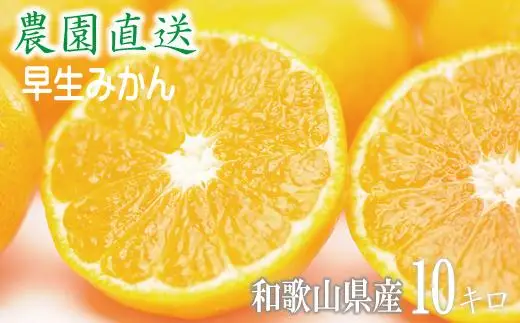 訳あり 早生みかん 大小混合 10kg 和歌山みかん