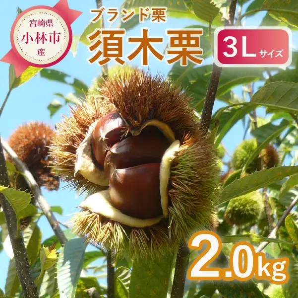 栗　【先行予約】「須木栗」3Lサイズ 2kg程度（生栗 マロン 栗 果物 フルーツ 限定 秋 旬）