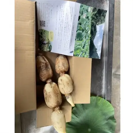 里山れんこん1kg_野菜 レンコン 根菜 れんこん 蓮根_【配送不可地域：離島】【1539837】