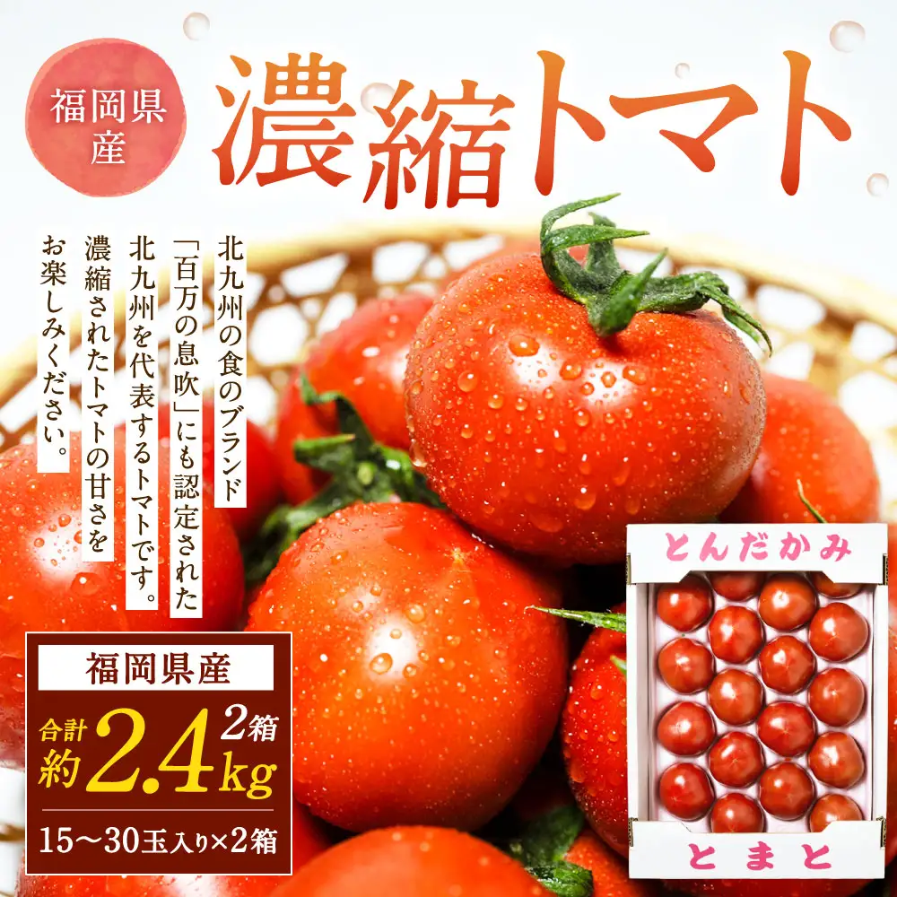 福岡県北九州市若松区産 若松濃縮トマト 約2.4kg 【1.2kg箱（15玉～30玉入り）×2箱】【2027年3月上旬～5月下旬迄発送予定】トマト とまと 野菜 国産 北九州市産