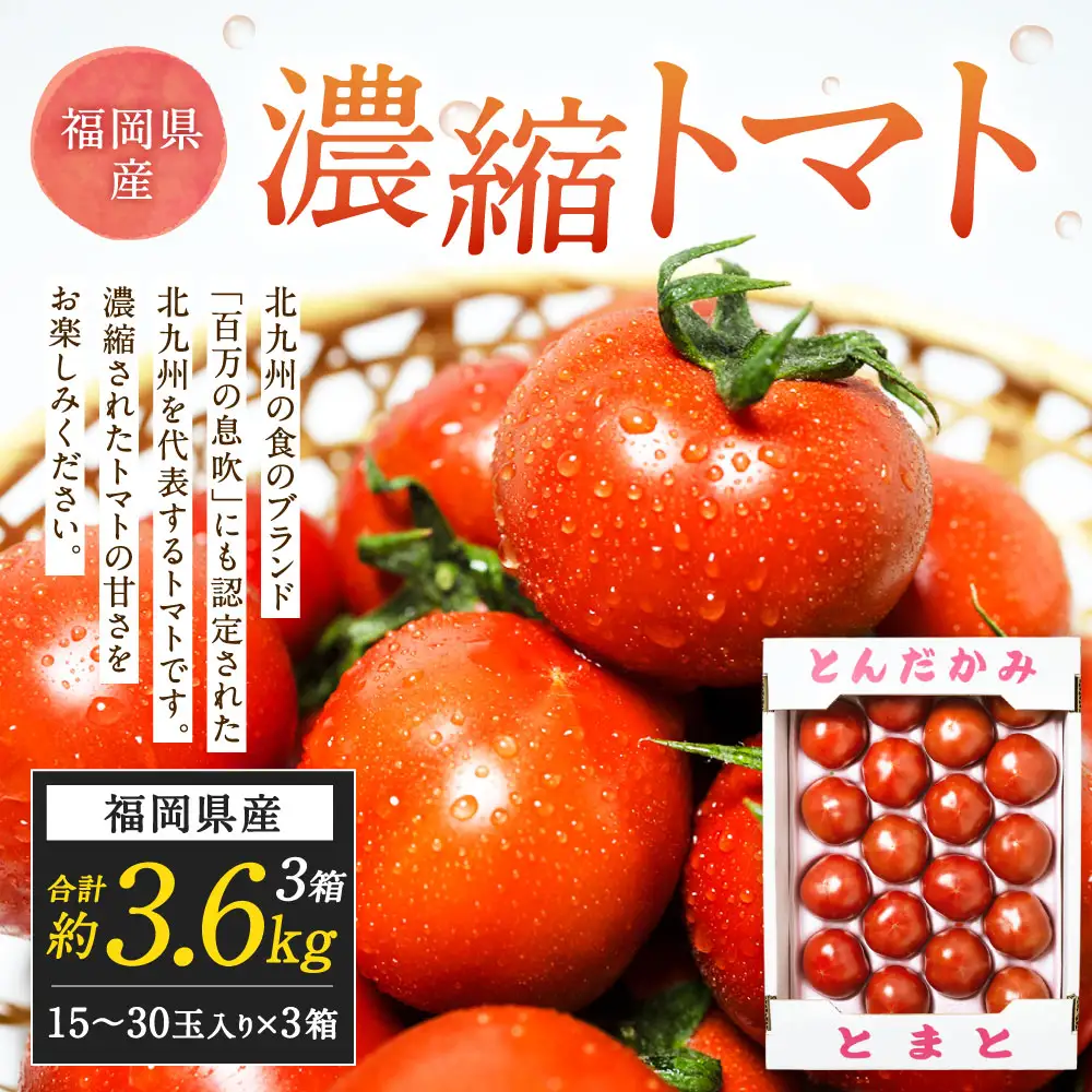 福岡県北九州市若松区産 若松濃縮トマト 約3.6kg 【1.2kg箱（15玉～30玉入り）×3箱】【2027年3月上旬～5月下旬迄発送予定】とまと トマト 野菜 国産 北九州市産
