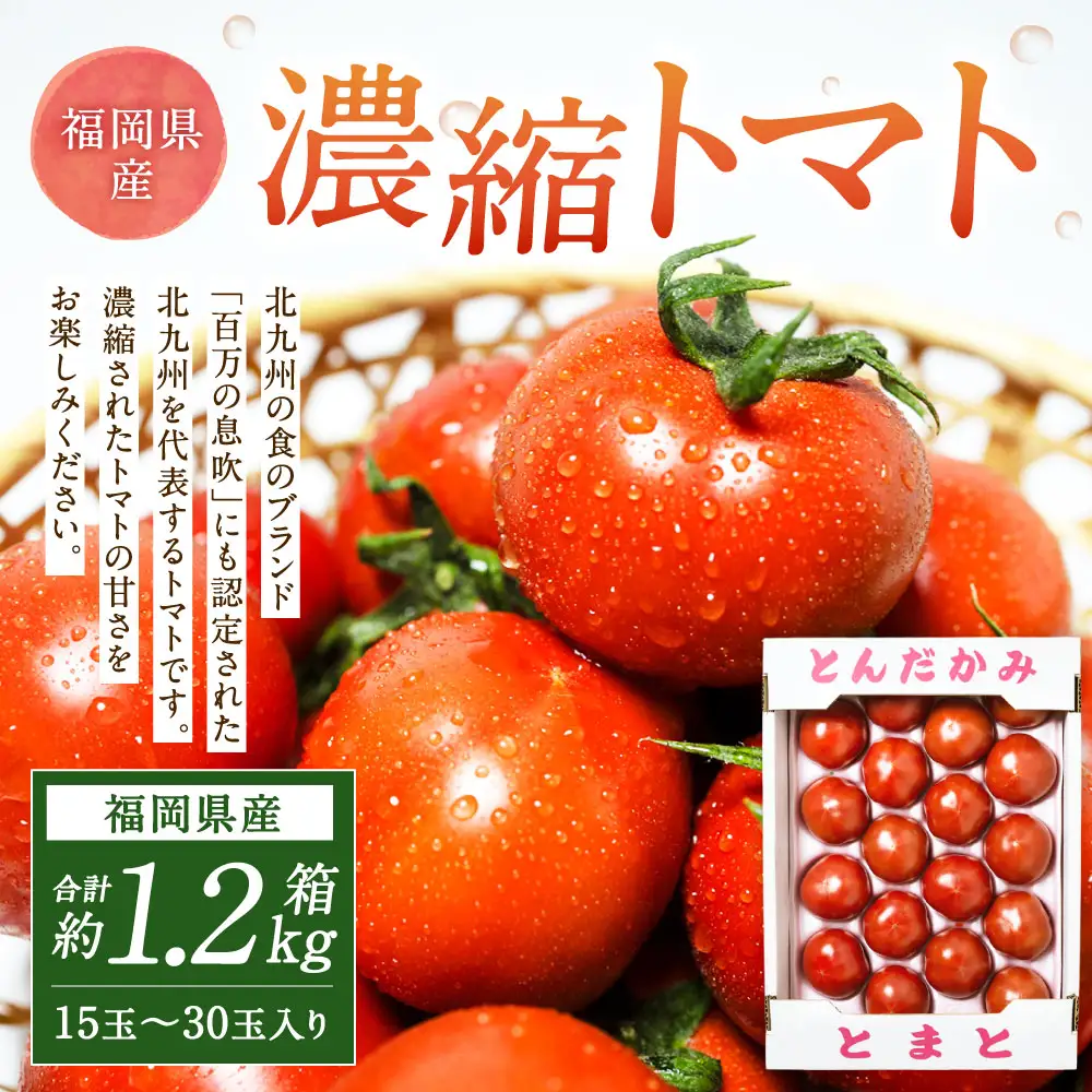 福岡県北九州市若松区産 若松濃縮トマト 1.2kg箱（15玉～30玉入り）【2027年3月上旬～5月下旬迄発送予定】とまと トマト 野菜 国産 北九州市産