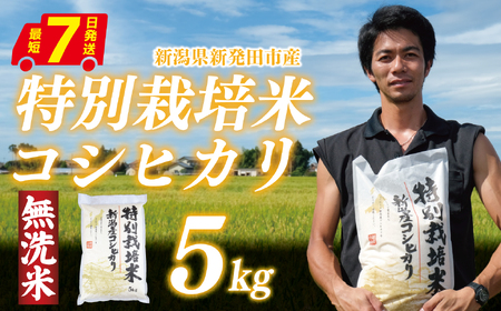 令和7年産 新潟 無洗米 コシヒカリ5kg 無洗 toushin001_03