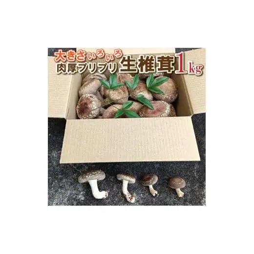 大きさいろいろ 肉厚プリプリ生椎茸１kg[1130] しいたけ シイタケ