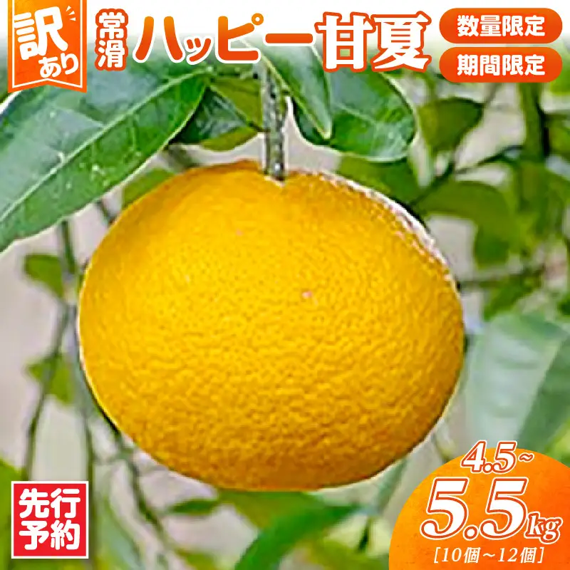 【先行予約】【訳あり】常滑ハッピー甘夏 4.5～5.5kg（10個～12個）
