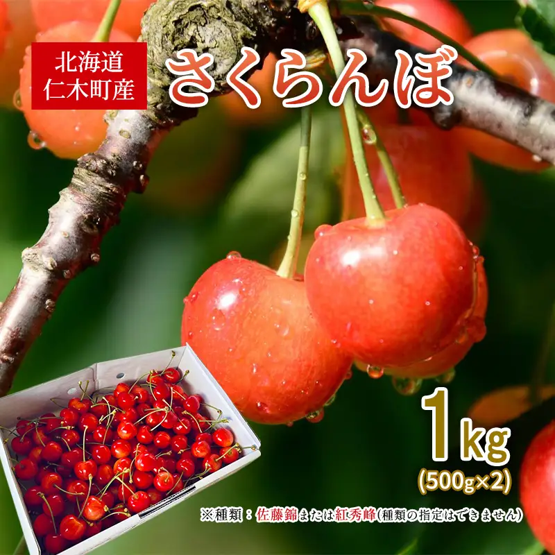 さくらんぼ 1kg 佐藤錦または紅秀峰 北海道 仁木町 さくらんぼ 