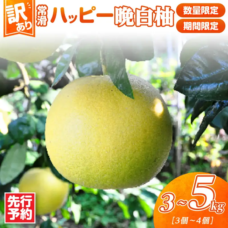 【先行予約】【訳あり】常滑ハッピー晩白柚 3～5kg（3個～4個）｜果物 フルーツ 柑橘 ばんぺいゆ バンペイユ 大きい みかん 訳あり ご家庭用 数量限定 愛知県 常滑市 知多半島