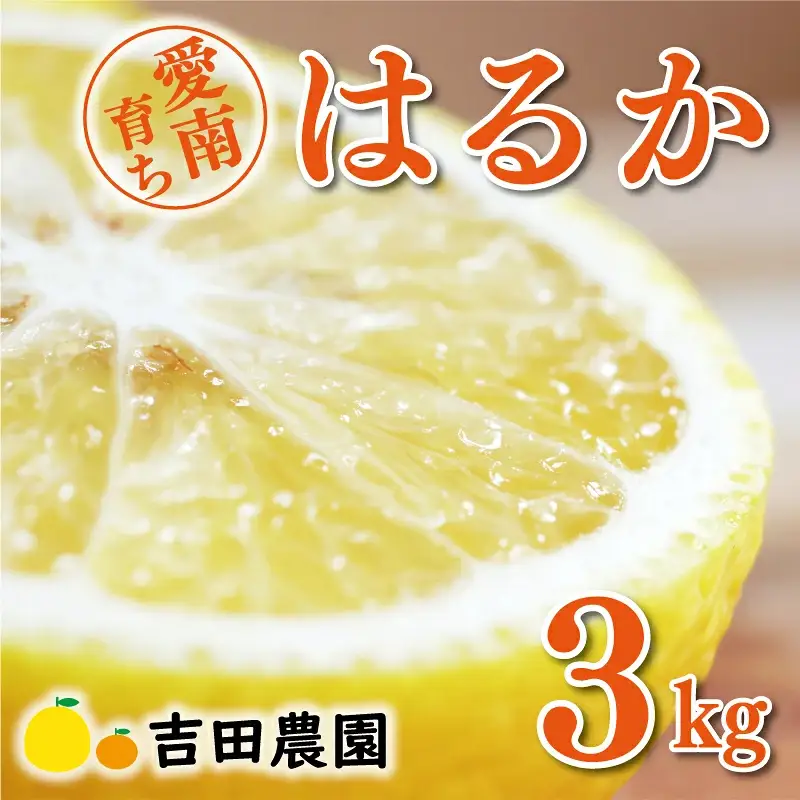 【先行予約】 はるか 3kg みかん 柑橘 愛媛 愛南 吉田農園