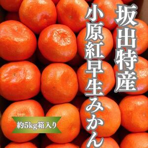 坂出特産　小原紅早生みかん約5kg(約50個） MまたはLサイズ