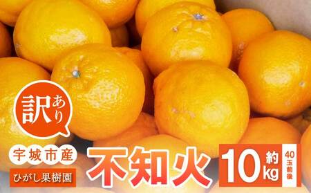 先行予約 訳あり 不知火 約10kg 40玉前後【2027年3月上旬〜4月下旬頃順次発送予定】ひがし果樹園