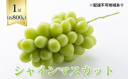 【2026年先行予約】 ぶどう 岡山県産 シャインマスカット  1房箱（約800g） 《2026年10月中旬-11月下旬頃出荷》 葡萄 ブドウフルーツ 果物 スイーツ 数量限定 期間限定 岡山 里庄町 ブドウ ぶどう 葡萄