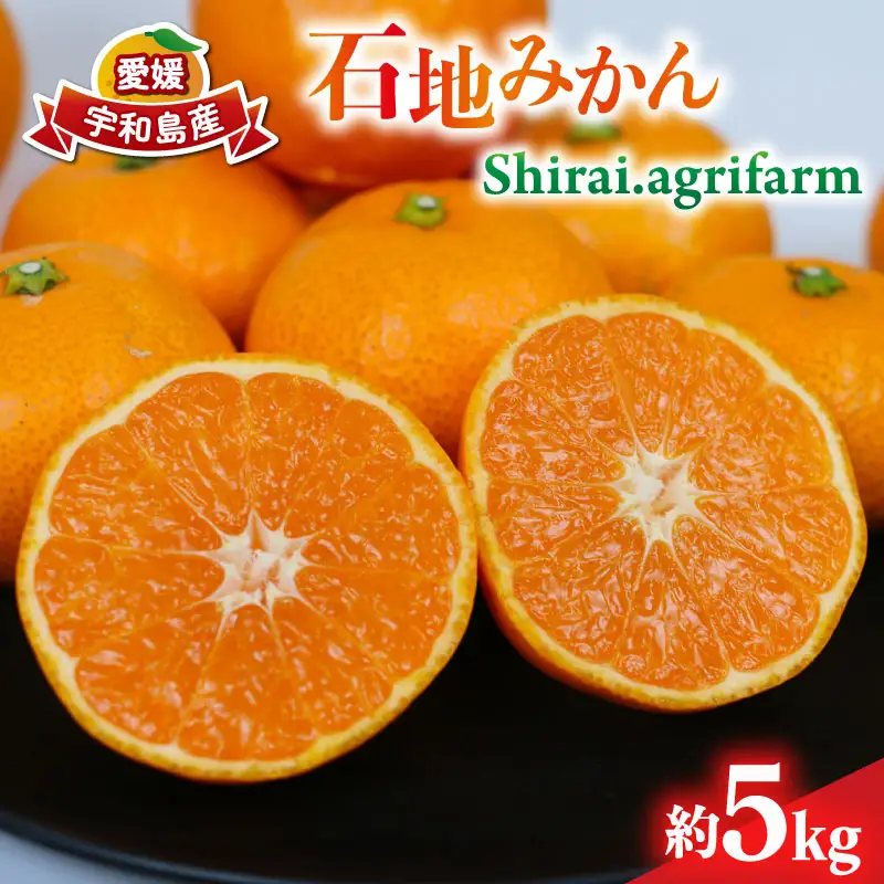 愛媛みかん 石地みかん 約5kg S~L サイズ Shirai.agrifarm 先行予約 中生 なかて 愛媛ミカン 愛媛蜜柑 mikan 温州 温州みかん 不揃い 果物 くだもの フルーツ 柑橘 蜜柑 産地直送 農家直送 数量限定 国産 愛媛 宇和島 B010-115003