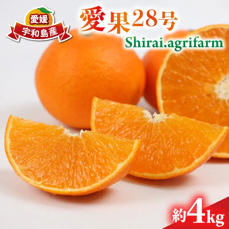 【紅まどんなと同品種】 愛果28号 約4kg L~3L サイズ Shirai.agrifarm 先行予約 まどんな B020-115004