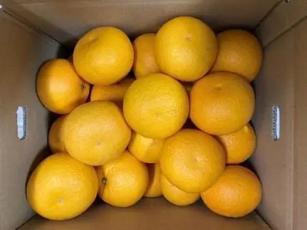 真心こめた木成り八朔 約3kg【2027年2月中旬頃より発送】【Ｍ～3Ｌサイズおまかせ】