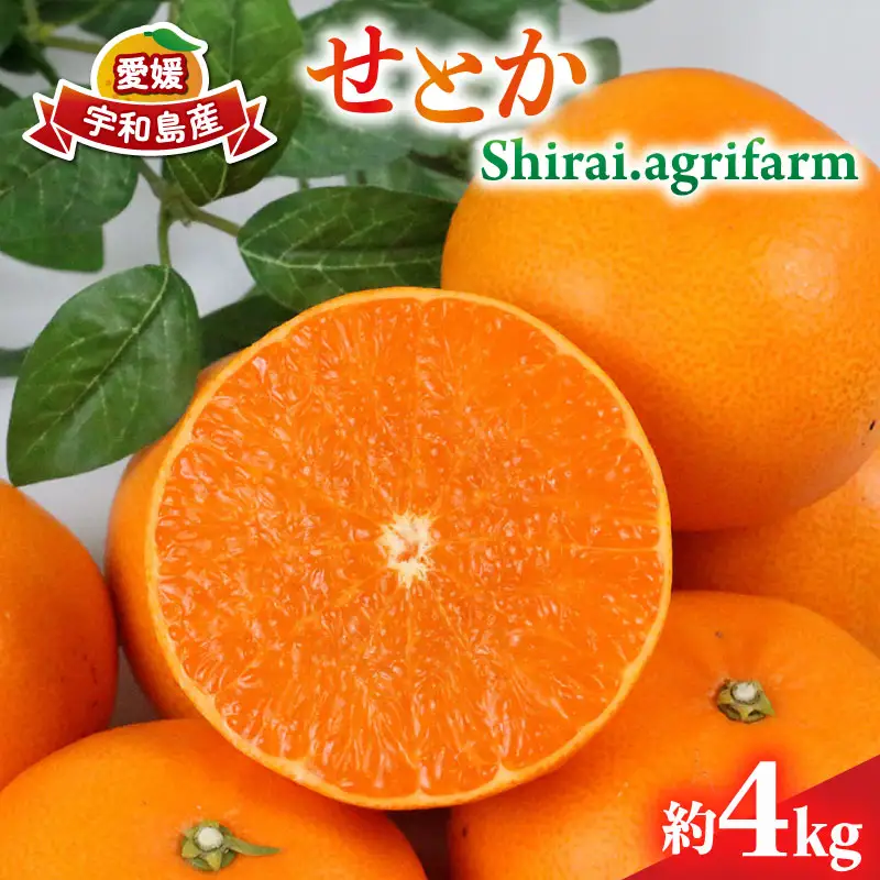せとか 4kg Shirai.agrifarm せとか B020-115006