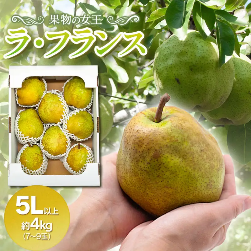 ラ・フランス(洋梨) 5Lサイズ以上 約4kg(7～9玉) 山形県鶴岡市産 令和8年産 長南農園