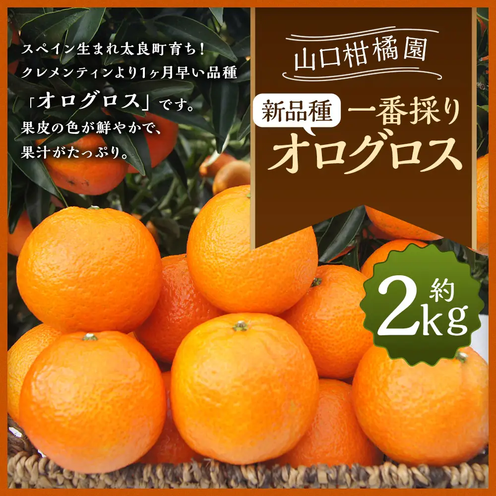 一番採りクレメンティン！新品種「オログロス」2kg みかん 蜜柑 ミカン おれんじ オレンジ フルーツ 果物 くだもの ジューシー 柑橘 マンダリン クレメンティン オログロス 国産 希少 ジューシー 薄皮プレゼント 贈り物 ギフト 佐賀県 太良町 L131x1 【2026年11月上旬～11月下旬発送予定】