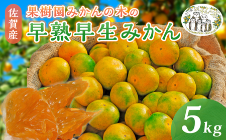 L8x1 果樹園みかんの木の早熟早生みかん ５ｋｇ　みかん ミカン 蜜柑 温州みかん 完熟みかん 甘熟 柑橘 極早生 早生 有機栽培 国産 佐賀県産 太良町 こだわり 贈答品 産地直送 詰め合わせ 【2026年10月上旬-11月下旬発送予定】