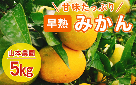 山本農園の早熟みかん ５kg　みかん ミカン 蜜柑 たらみかん 太良みかん 温州みかん 紅みかん 完熟みかん 甘熟 柑橘 国産 佐賀県産 太良町 こだわり 有機栽培 産地直送 贈答品 詰め合わせ 極甘 小玉 L70x1【2026年９月下旬～10月下旬】