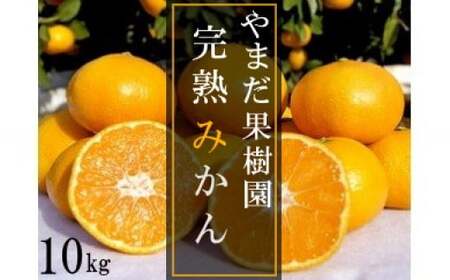 N179x1 やまだ果樹園の完熟みかん　１０ｋｇ　みかん ミカン 蜜柑 たらみかん 太良みかん 温州みかん 紅みかん 完熟みかん 甘熟 柑橘 国産 佐賀県産 太良町 こだわり 有機栽培 産地直送 贈答品 詰め合わせ 極甘 【2026年11月上旬-2027年1月上旬発送予定】
