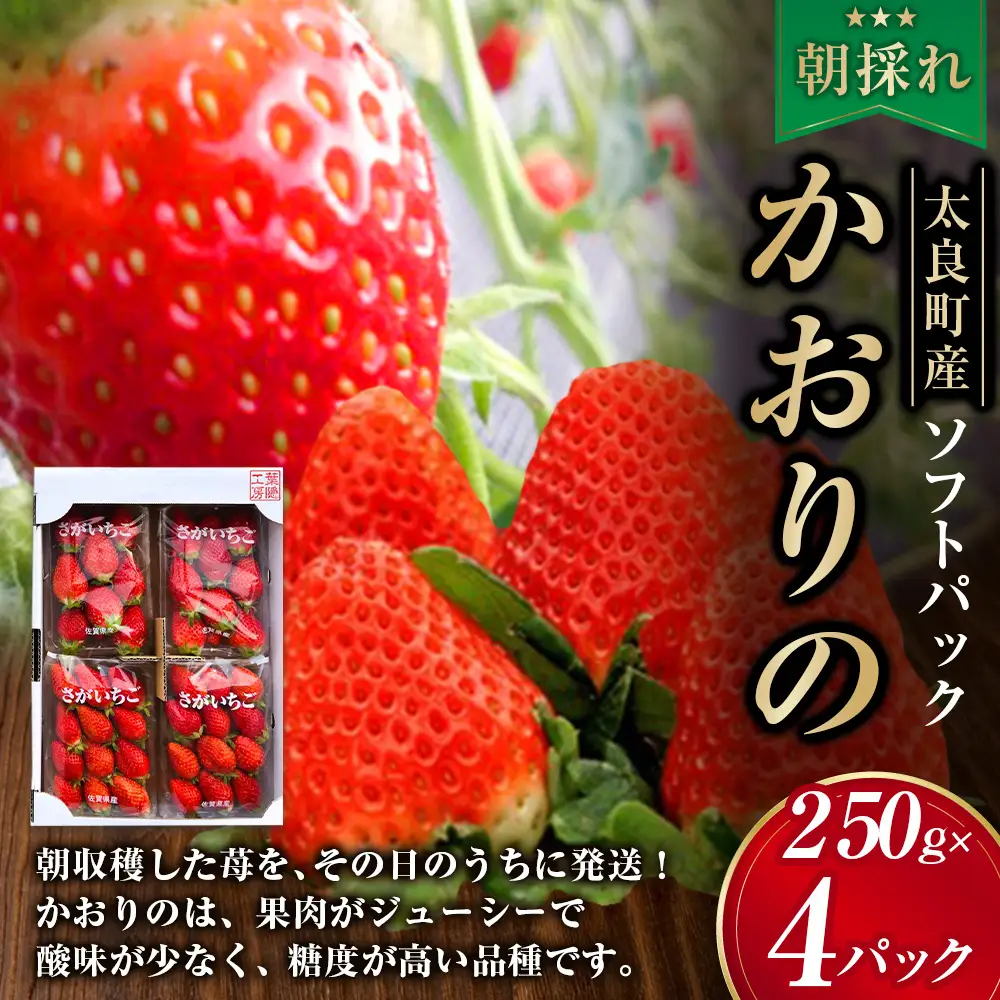 N252x1 太良町産「かおりの」約250g×4P　生産者直送！朝採り苺！太良町 かおりの 国産 佐賀県産 太良町産 いちご 朝採り 果肉 ジューシー 糖度高め 葉隠工房 レトロカフェ【2027年1月上旬-2027年4月下旬】