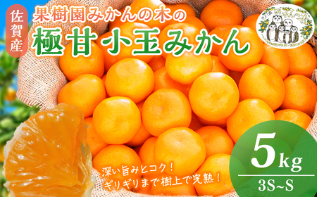 M33x1 果樹園みかんの木の極甘小玉みかん ５ｋｇ　みかん ミカン 蜜柑 温州みかん 完熟みかん 甘熟 柑橘 有機栽培 国産 佐賀県産 太良町 こだわり 贈答品 産地直送 詰め合わせ 小玉 極甘 【2026年11月上旬-2027年1月下旬発送予定】