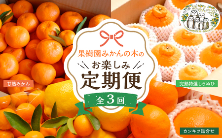 「果樹園みかんの木」のお楽しみ３回定期便コース　みかん 温州みかん 完熟みかん  柑橘 不知火 しらぬひ でこぽん デコポン 佐賀県 太良町 Q45x1 【2026年11月下旬-2027年5月上旬発送予定】