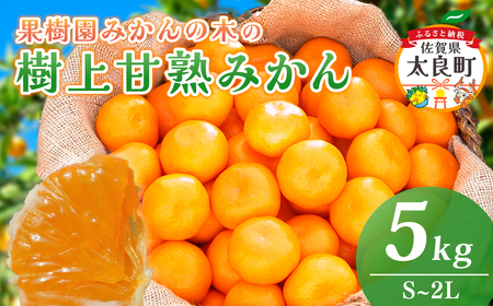 N22x1 果樹園みかんの木の樹上甘熟みかん ５ｋｇ　みかん ミカン 蜜柑 温州みかん 完熟みかん 甘熟 国産 佐賀県産 太良町 こだわり 贈答品 産地直送 詰め合わせ 【2026年11月下旬-2027年1月下旬発送予定】