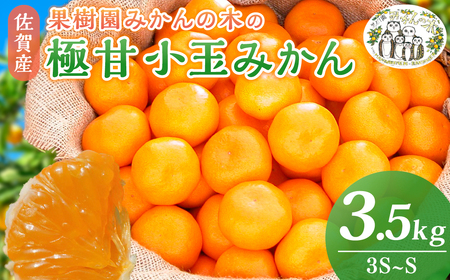  果樹園みかんの木の極甘小玉みかん 3.5㎏　みかん  温州みかん 完熟みかん  極甘みかん 小玉みかん 柑橘 国産みかん 佐賀県 太良町 L48x1 【2026年11月上旬-2027年1月下旬発送予定】