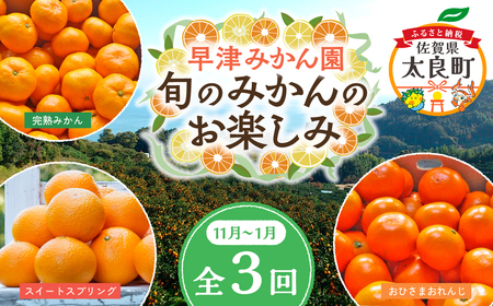 Ｑ-40 早津みかん園　旬のみかんのお楽しみ３回定期便（11月～2月）　みかん ミカン 蜜柑 温州みかん 完熟みかん 甘熟 山下紅みかん おひさまおれんじ 柑橘 有機栽培 国産 佐賀県産 太良町 こだわり 贈答品 産地直送 詰め合わせ 小玉 大玉 定期便