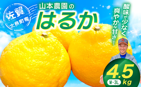 L-67 山本農園のはるか ４.５kg 山本農園 日向夏 みかん 蜜柑 ミカン フルーツ くだもの 果物 ミネラル豊富 太良町 国産 贈答用 お中元 お歳暮 佐賀県 太良町