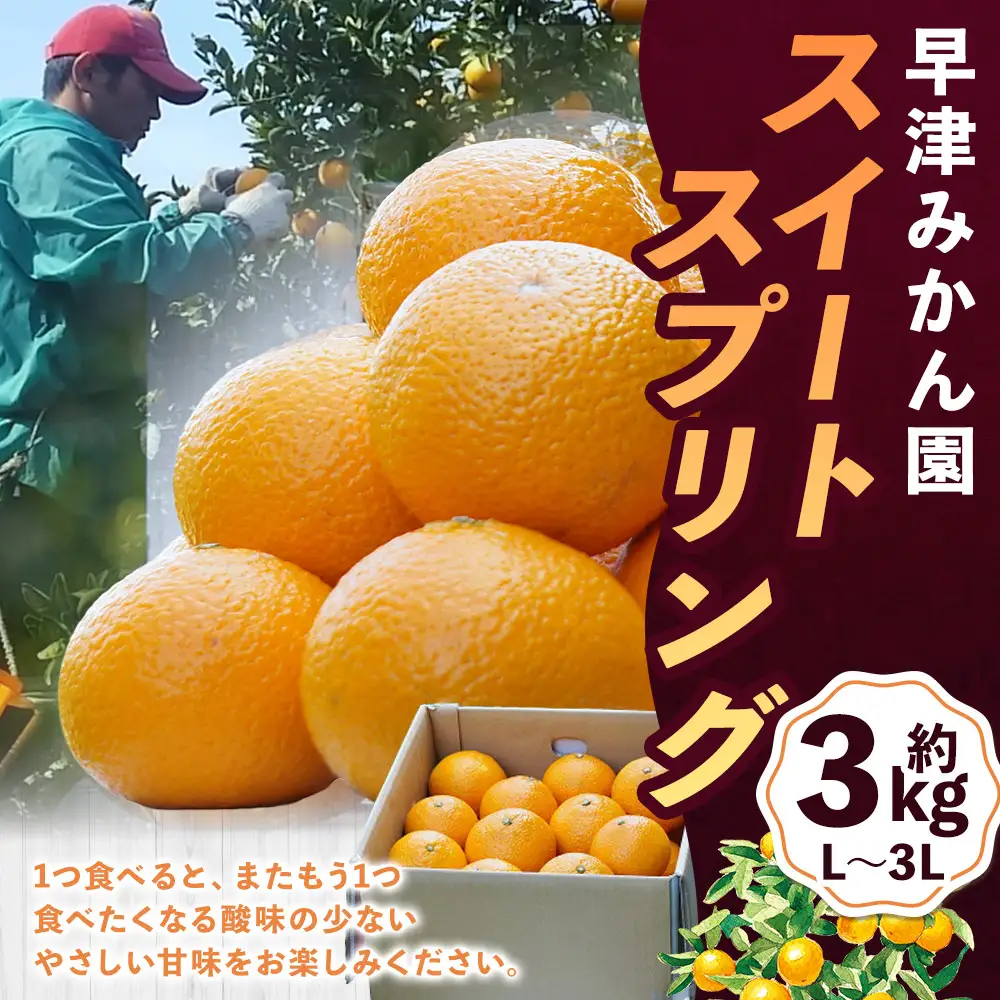 早津みかん園のスイートスプリング 3kg 【2027年2月上旬～3月上旬発送予定】 スイートスプリング みかん ミカン 柑橘 柑橘系 柑橘類 くだもの 果物 フルーツ 国産 佐賀県産 太良町産 佐賀県 太良町 常温 L27x1