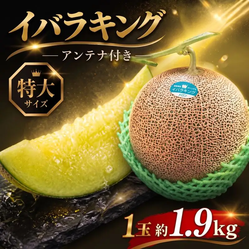 【贈答用】イバラキング（青肉メロン） 1玉入 青肉品種 根﨑メロン！ ／ イバラキング 果物 フルーツ ギフト 農家直送 nsn002_X1