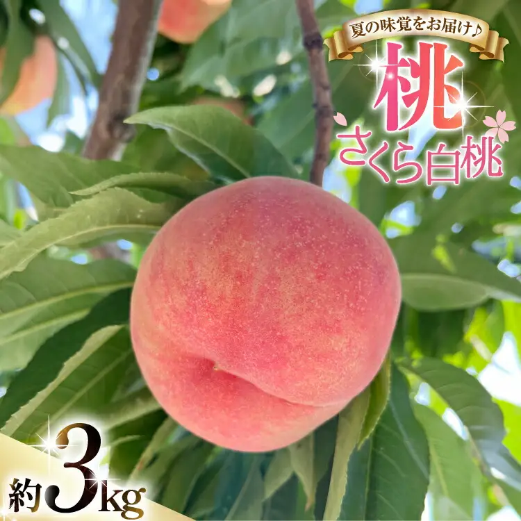 【期間限定発送】 桃 さくら 白桃 3kg