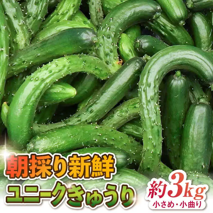 朝採り新鮮ユニークきゅうり 3kg（小さめ・小曲り） /株式会社 y's company（utsu和ya）[UDX003]きゅうり