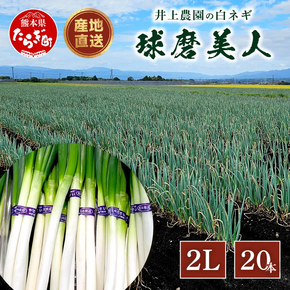井上農園の白ネギ 「球磨美人」 2Lサイズ×20本 【8月初旬より順次発送】 114-0501