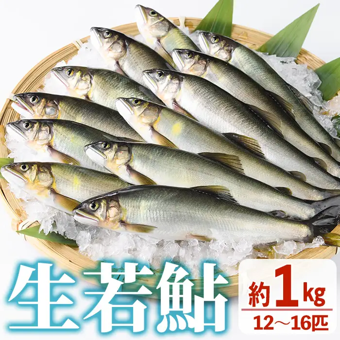【北海道・離島配送不可】生若鮎(約1kg・12～16匹) 冷蔵 生き〆 国産 川魚 養殖  【ME-01】【米良水産】