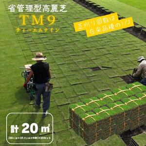 芝生(省管理型コウライ芝　TM9ティーエムナイン)20束セット※20平米分