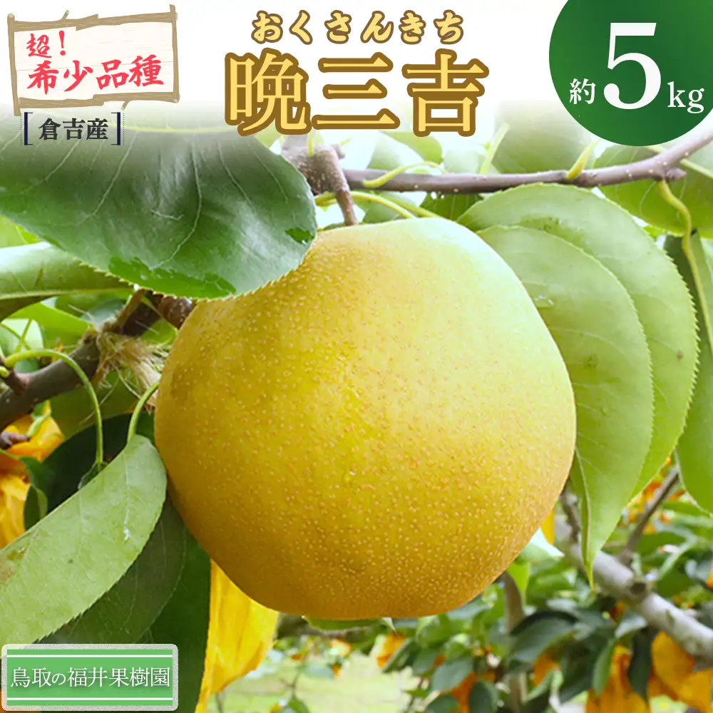 【期間限定】令和8年産 希少梨 晩三吉 5kg（5～12玉） 倉吉産 福井果樹園 梨 ブランド梨 冬梨 希少品種 果物 フルーツ 先行予約 和梨 数量限定
