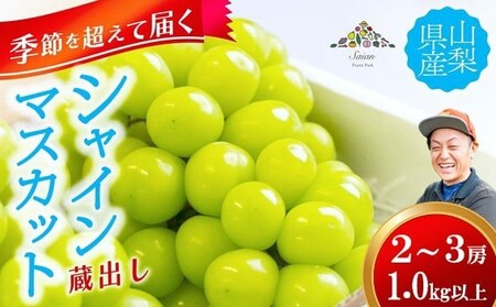 【季節を超えて届く】【11月～12月発送】蔵出し シャインマスカット 1.0kg以上（2～3房）　フルーツ 山梨県産 果物 シャイン マスカット ぶどう ブドウ 大粒 種なし 山梨 やまなし 富士川町