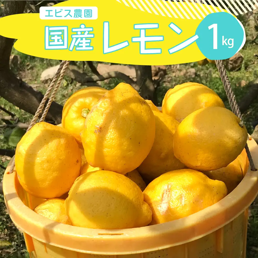【先行受付】【2026年11月上旬～発送】【栽培期間中農薬不使用】有機JAS認証 皮まで美味しい！希少な国産オーガニックレモン 約1kg ku026-006-26