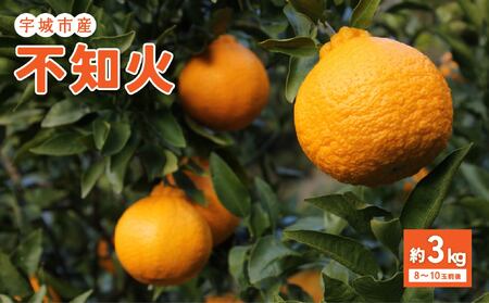 先行予約 特別栽培　のむちゃん農園 不知火（秀品） 約3kg 【2027年2月下旬から5月下旬発送予定】