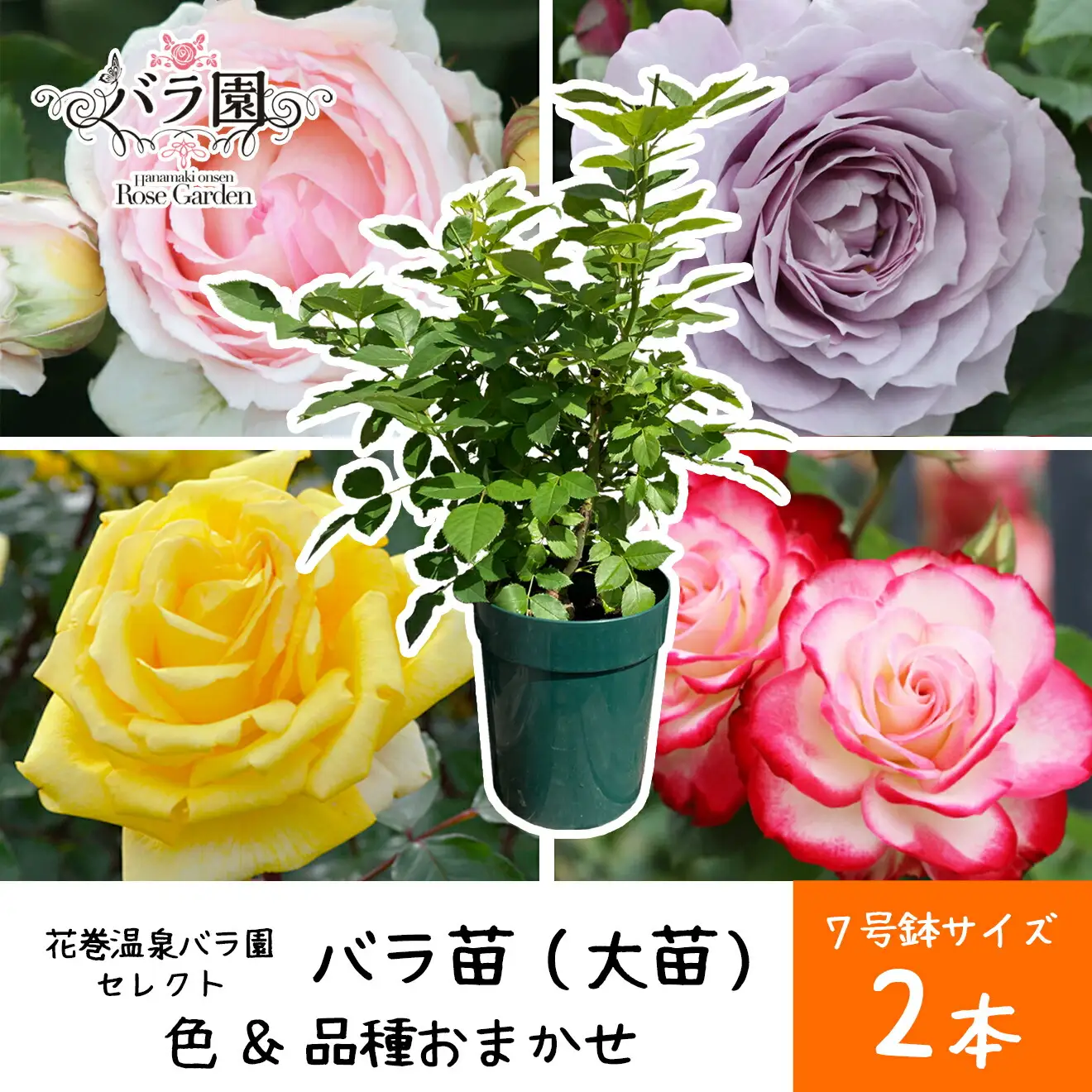 花巻温泉バラ園で育った「バラ大苗」7号サイズ おまかせ2本セット 【2001】