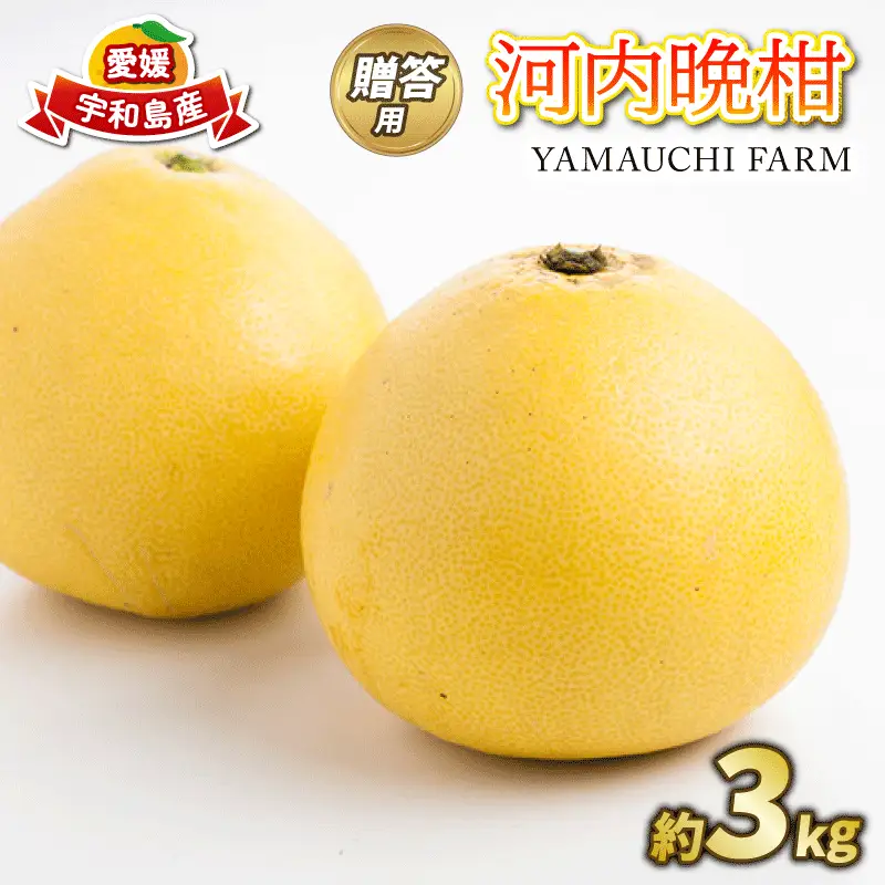 贈答用 河内晩柑 3kg YAMAUCHI FARM 河内晩柑 B010-084005