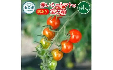 【訳あり】【先行予約】訳あり 赤いミニトマトの宝石箱 約1kg / いろいろな品種を気軽に楽しめる食べ比べセット〈2026年11月下旬から2027年5月下旬まで〉高知県 土佐市【ファーム輝】 [BQBM009]