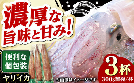 対馬産 ヤリイカ 3杯 [WCN004]新鮮 冷凍発送 やりいか 刺身 海鮮
